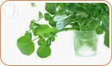 Eating Watercress to Help Prevent your Menopausal Bloating