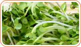 Eating Watercress to Help Prevent your Menopausal Bloating