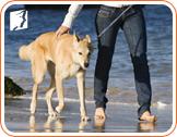 Can Walking Your Dog Help Curb Menopausal Weight Gain?3