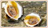 How will oysters help increase my libido during menopause?