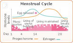 Menstrual cycle