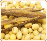 Menopausal Relief: Organic vs. Non-Organic Soybeans1