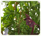 Treatments for Headaches - Alternative Medicine