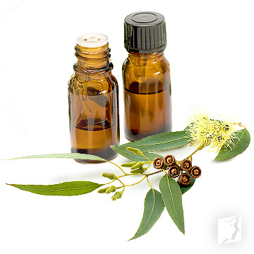 eucalyptus
