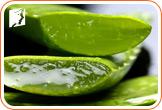 Aloe vera juice fights the bacteria in the mouth that can cause gum disease.