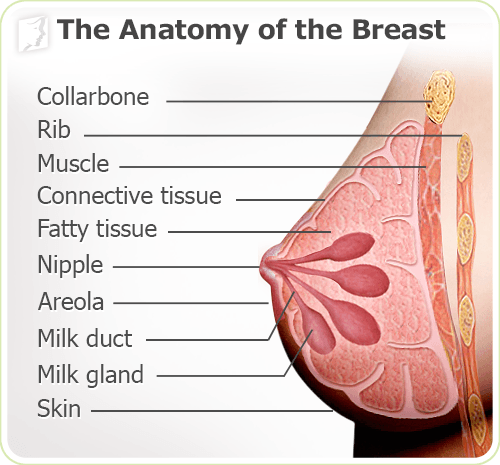Breast Pain anatomy