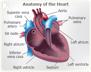 Anatomy of the heart