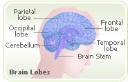 Anxiety left brain