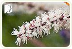 Black Cohosh and Hot Flashes