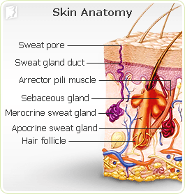 Skin Anatomy