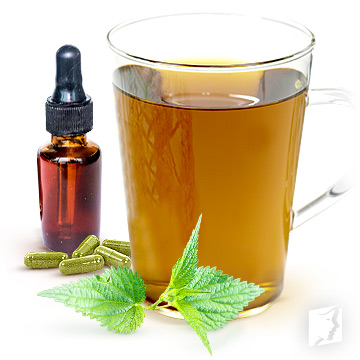 stinging nettle