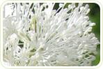 Using Black Cohosh to Treat Memory Loss during Menopause