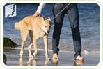 Can Walking Your Dog Help Curb Menopausal Weight Gain?