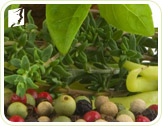 Non estrogenic herbs: a good option to treat menopause depression naturally