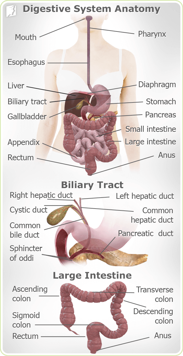 Digestive Problems - Digestive System Anatomy