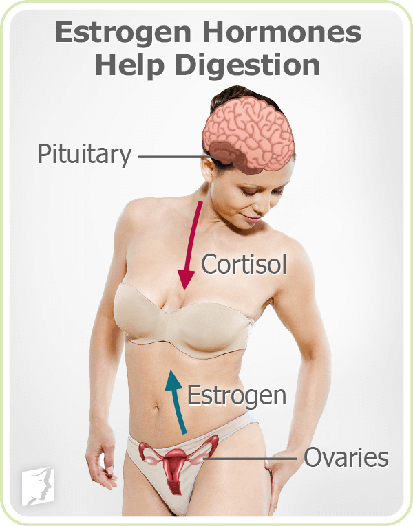 Estrogen Hormones Help Digestion