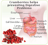 digestive problems cranberry
