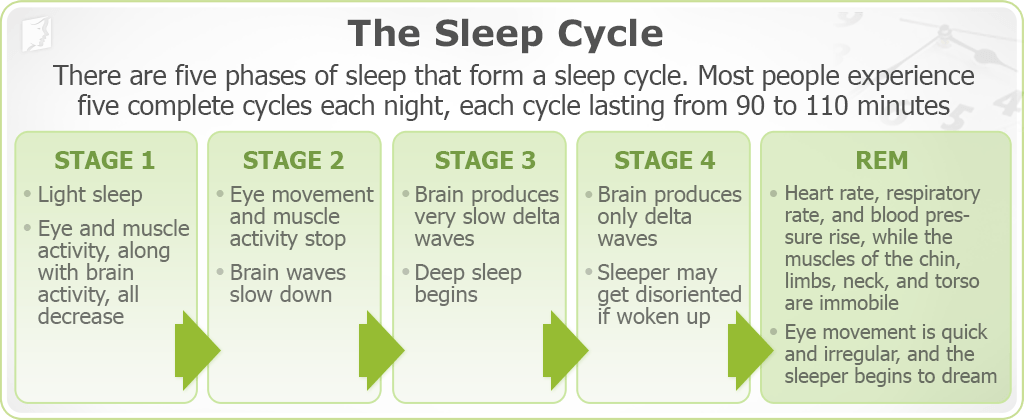 The sleep cycle