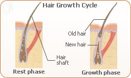 hair-loss-phase