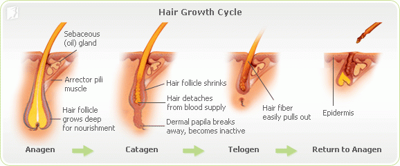 About Hair Loss 1