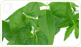 Herbs: alternative medicines can help treat hair loss