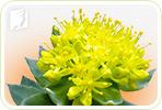 Herbal Remedies for Mood Swings