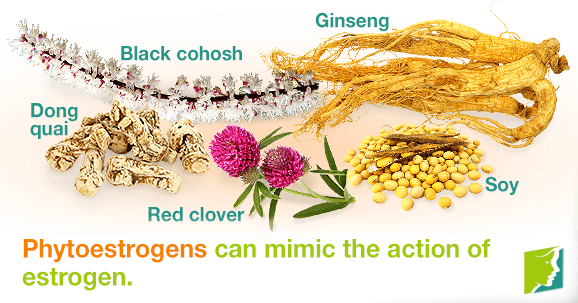 Phytoestrogens can mimic the action of estrogen