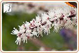Black Cohosh and Hot Flashes2
