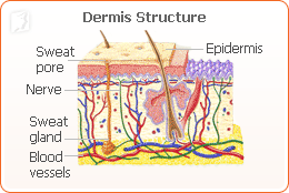 hot-flushes-follicle