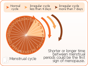 Menstrual cycle