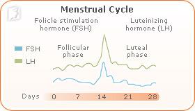 irregular-periods-follicle