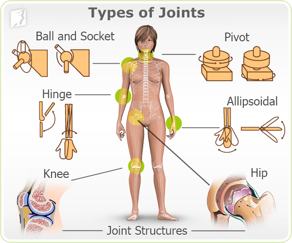 Types of Joints