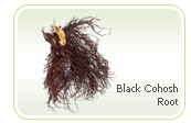 menopause cohosh