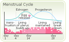 Menopause egg