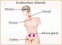 Endocrine glands1