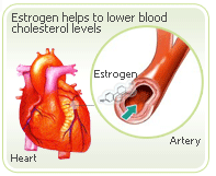 menopause artery
