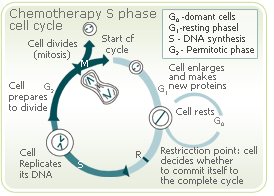 menopause symptoms cells