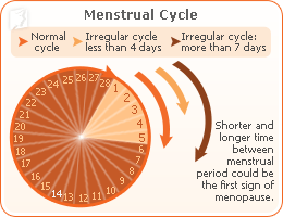 Mentrual Cycle