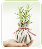 menopause symptoms phytoestrogen