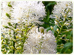 Black Cohosh: contains estrogenic compounds that treat hormonal imbalance