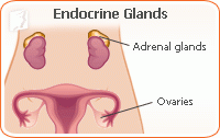 menopause-treatments-endocrine