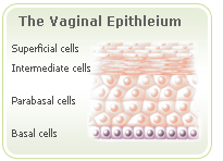 menopause vaginal