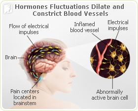 Hormone fluctuations can dilate and constrict blood vessels