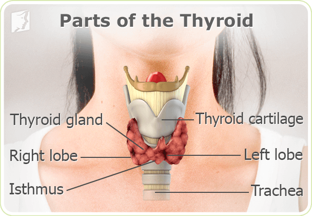 Parts of the thyroid