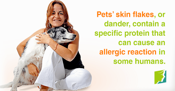 Pets' skin flakes, or dander, contain a specific protein that can cause an allergic reaction in some humans