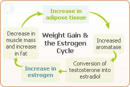 What Causes Weigh Gain during Menopause?1