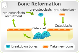 Causes of Osteoporosis 2