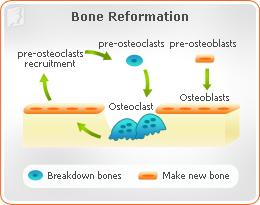 osteoporosis-mineral