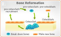 Bone Reformation