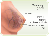 premenopause cancer